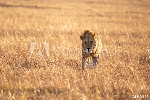 Picture of Close up shot of male lion walking in savanna at sunrise Maasai Mara national reserve